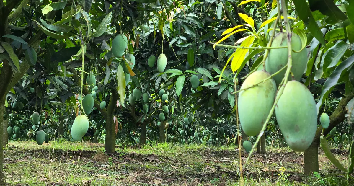 নওগাঁয় মৌসুমে নষ্ট হচ্ছে ৩০০-৪০০ কোটি টাকার আম, আমভিত্তিক শিল্প গড়ে তোলার দাবি
