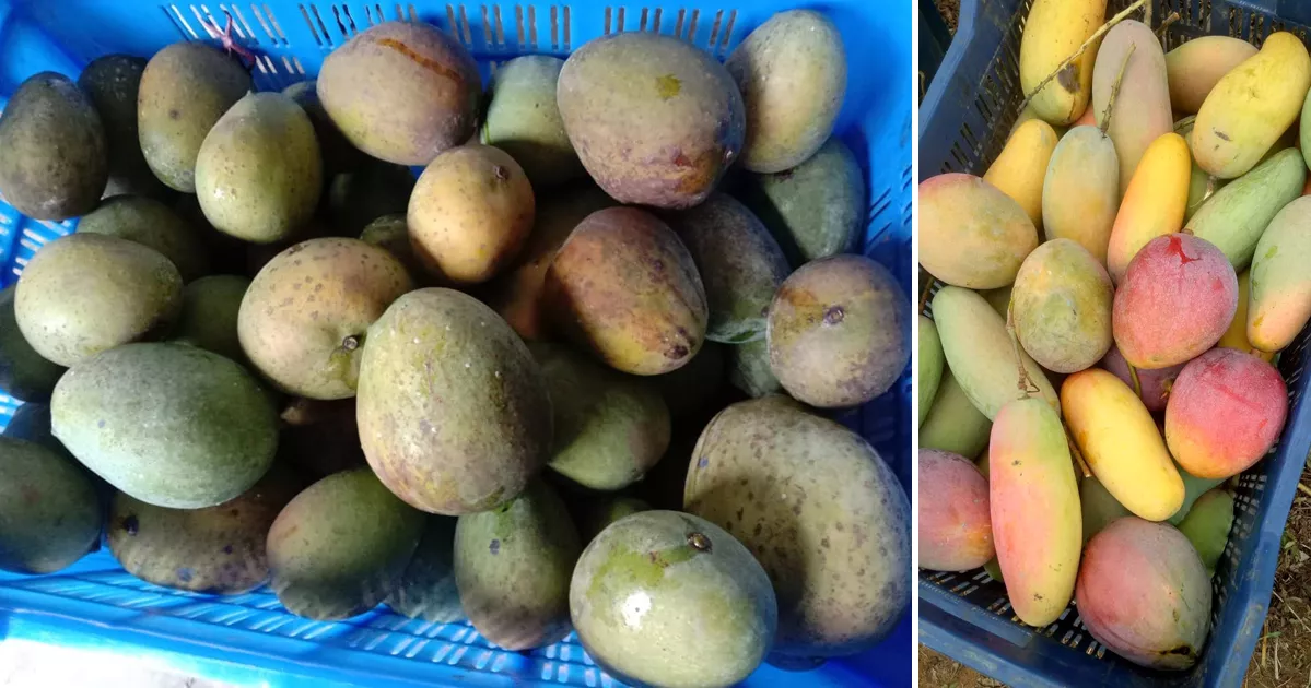 বৈচিত্র্যময় আমে সয়লাব নাটোরের হাটবাজার, দামও নাগালের মধ্যে