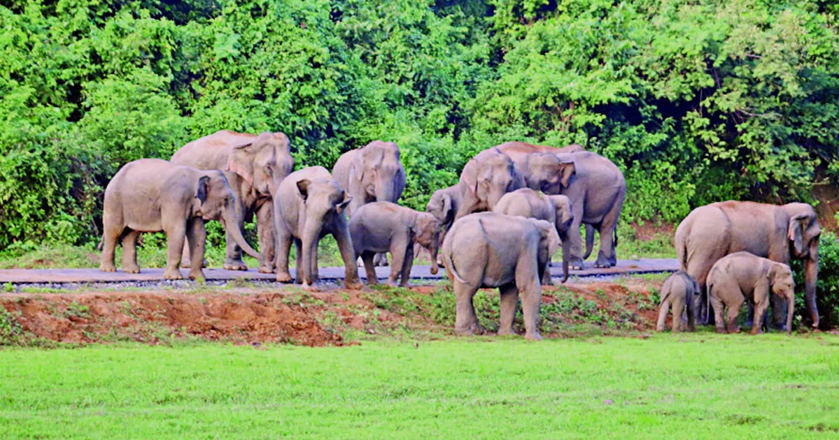 মানুষ-হাতি দ্বন্দ্ব কমাতে দুই পরিকল্পনা সরকারের