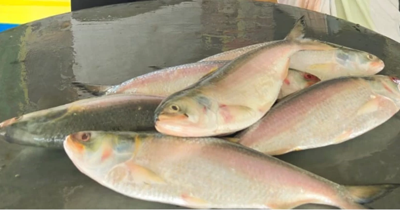 পদ্মা-যমুনার মোহনায় জালে উঠল ২০ কেজির বাঘাইড়