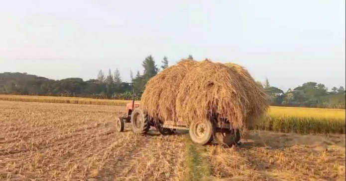 রংপুর অঞ্চলে বেড়েছে খড়ের কদর,  আগাম ধানে কৃষকের মুখে হাসি