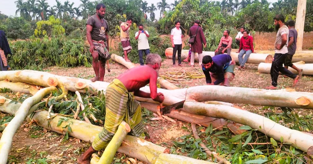 পাথর তুলতে বাধা, ২০ লাখ টাকার গাছ কেটে প্রতিশোধ নেয়ার অভিযোগ