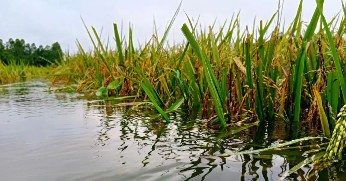 পাহাড়ি ঢল ও টানা বৃষ্টিতে নদ-নদীর পানি বাড়ছে, শেরপুরে গ্রীষ্মেই বন্যার আশঙ্কা