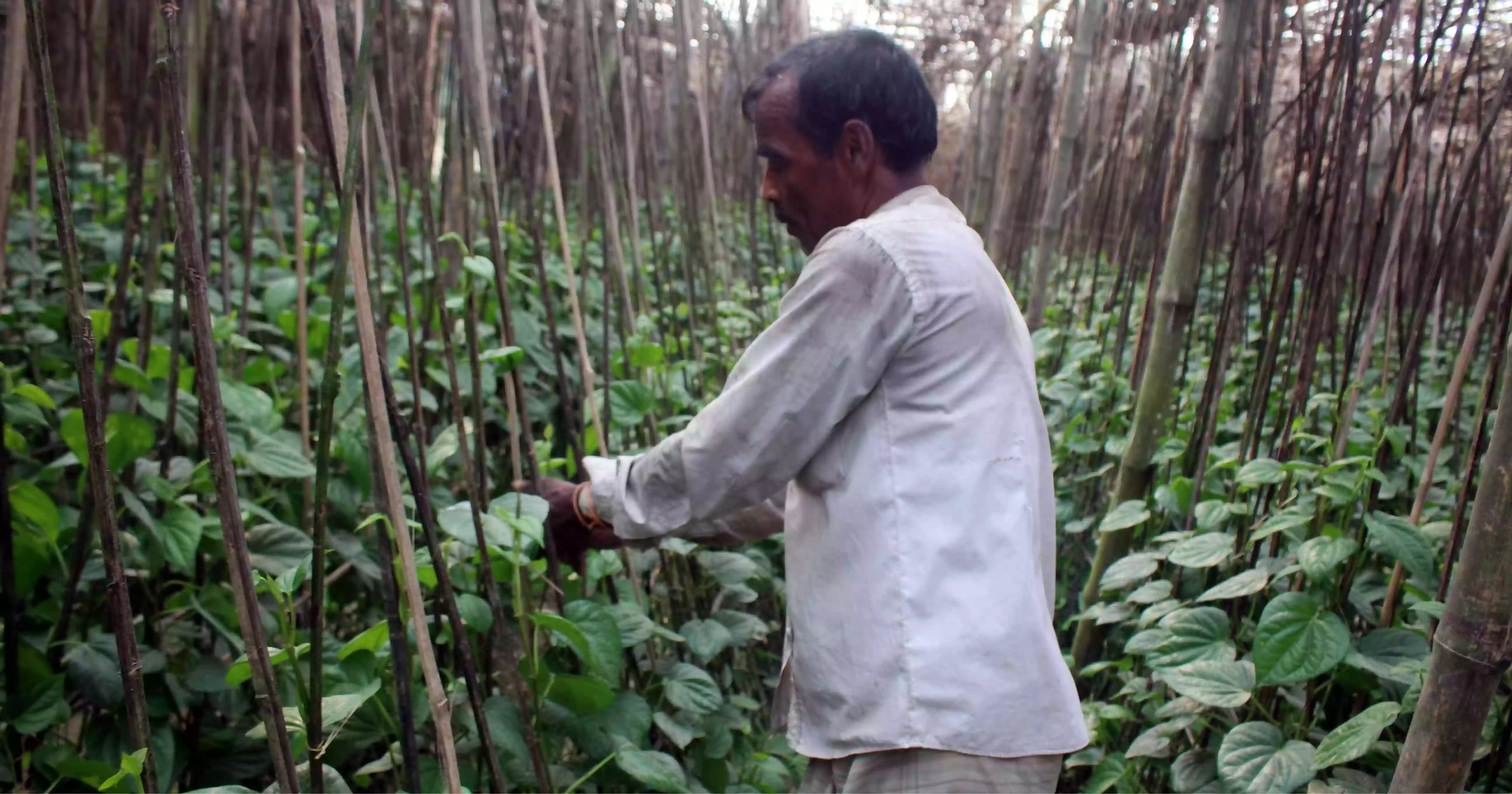 পানের বরজে বদলে গেছে নওগাঁর তিন গ্রামের ভাগ্য