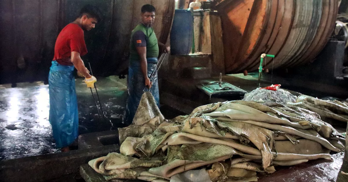 চামড়ার বাজারে এবারও হতাশা, গোড়ায় গলদ রেখে দাম নির্ধারণ