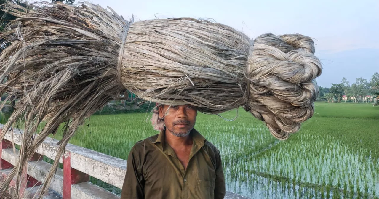 লালমনিরহাটে কৃষকের ‘সোনালি আঁশের’ স্বপ্ন এখন দুঃস্বপ্ন