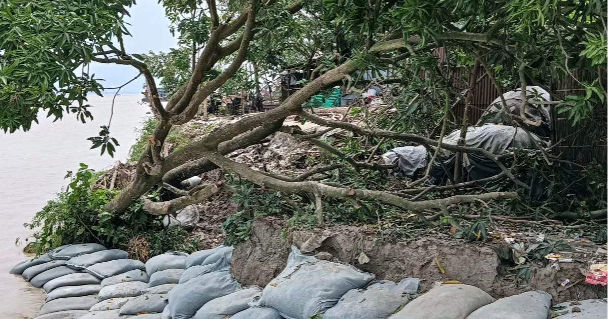 ভাঙন ঝুঁকিতে দৌলতদিয়ার সবগুলো ফেরিঘাট