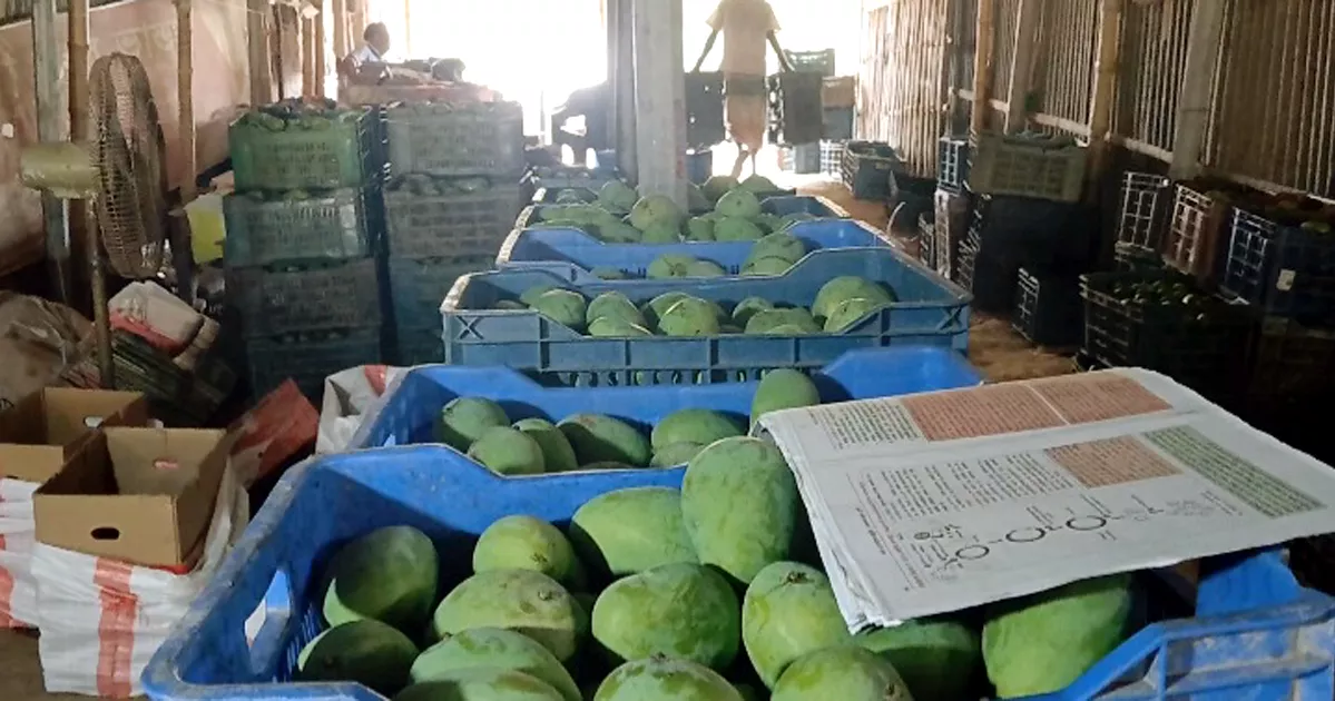 বৈচিত্র্যময় আমে সয়লাব নাটোরের হাটবাজার, দামও নাগালের মধ্যে