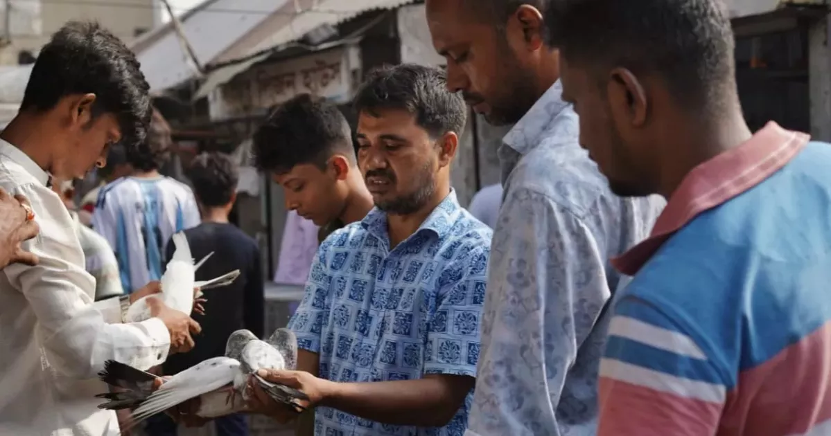 জিনজিরায় কবুতরের হাটে এখনও টিকে আছে মোগল ঐতিহ্য