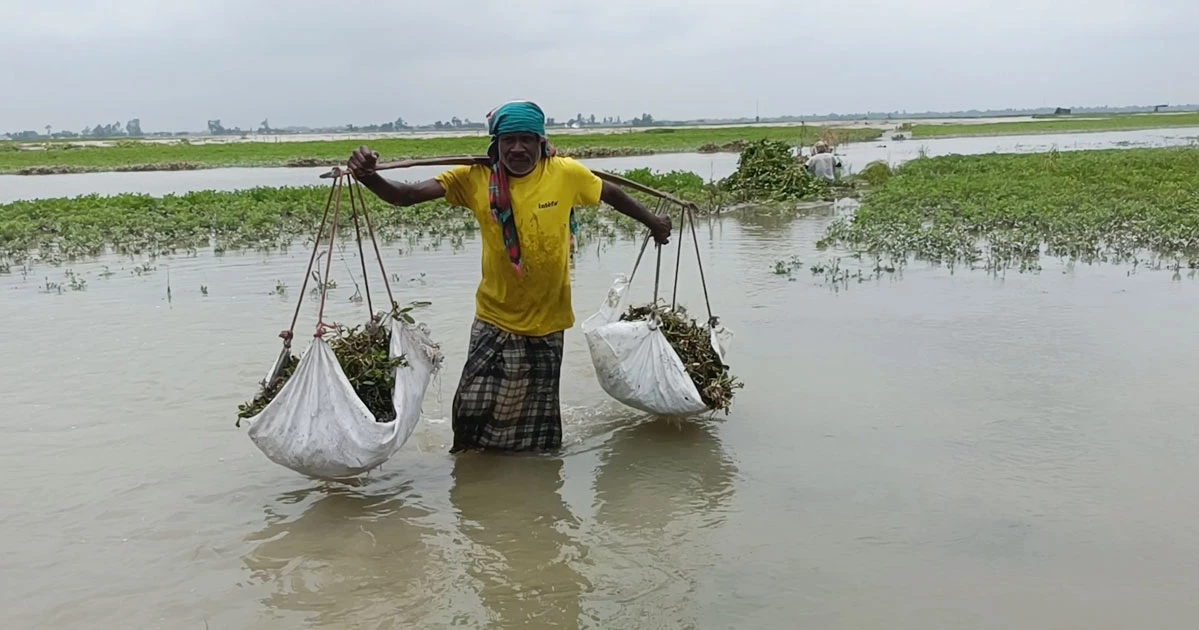 নদীভাঙন ও তলিয়ে যাওয়া ফসল নিয়ে দিশেহারা কুড়িগ্রামবাসী