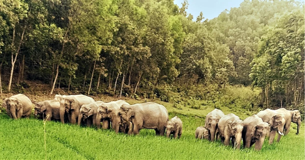 গারো পাহাড়ে বাড়ছে হাতির সংখ্যা, বাড়ছে মানুষ-হাতি দ্বন্দ্বও