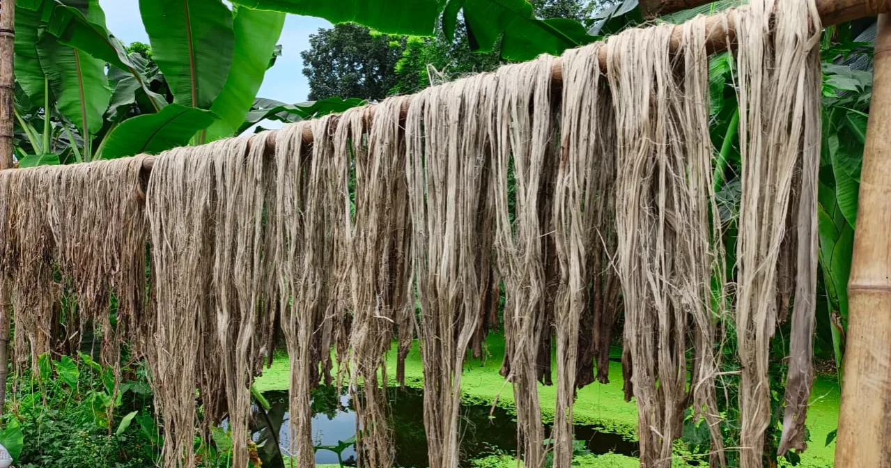 লালমনিরহাটে কৃষকের ‘সোনালি আঁশের’ স্বপ্ন এখন দুঃস্বপ্ন