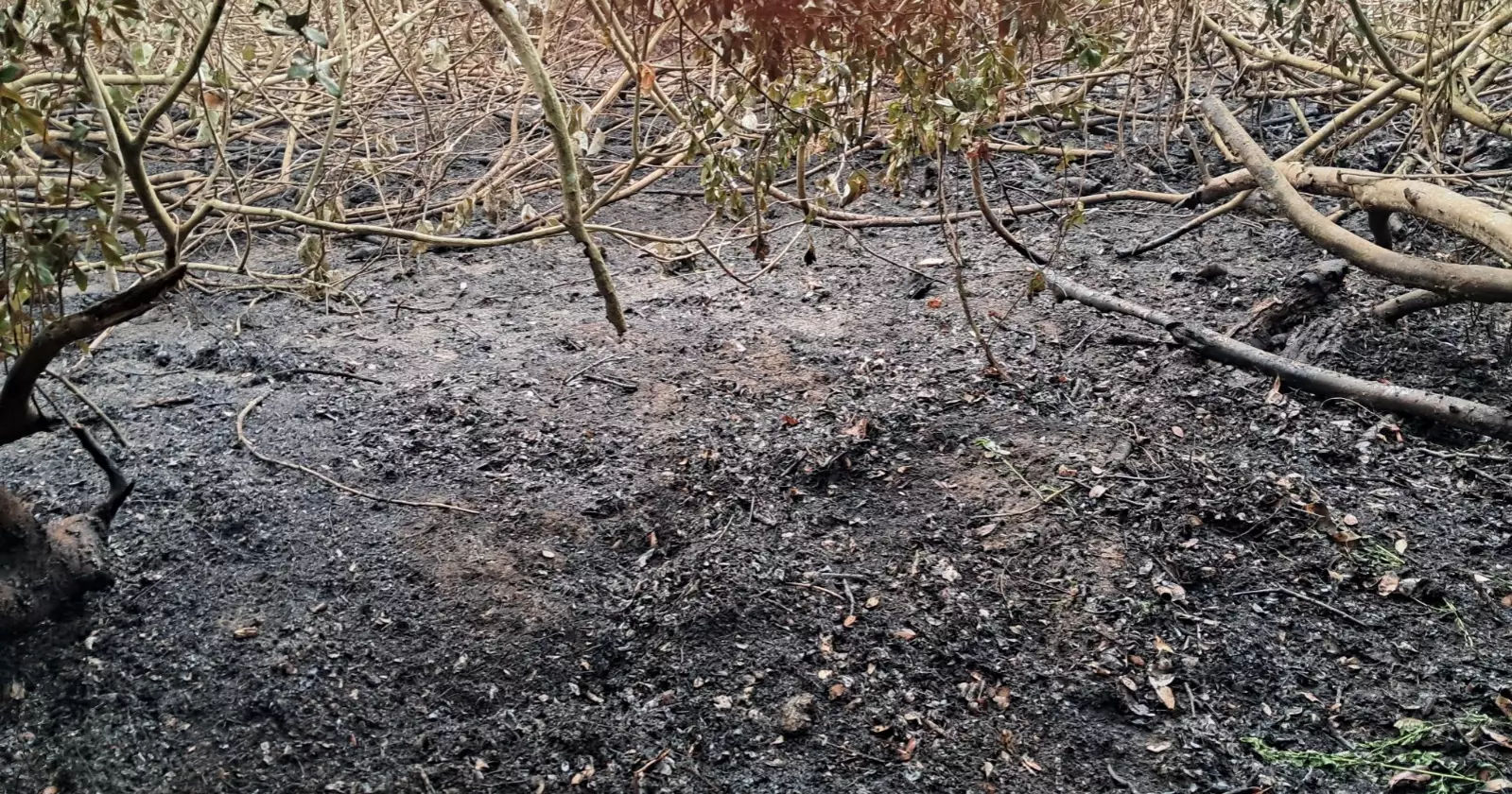 সুন্দরবনের আগুনের কারণ না জানাতে পারলেও ১৮ সুপারিশ কমিটির