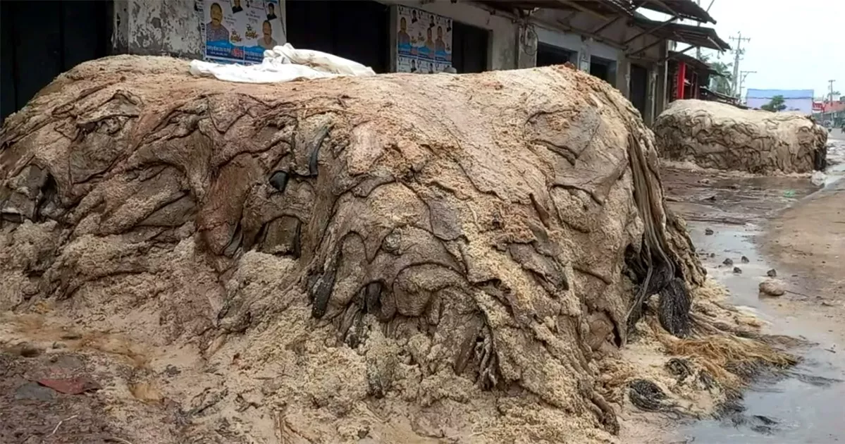 ঈদুল আজহার আগে লবণের মূল্যবৃদ্ধি, দুশ্চিন্তায় নাটোরের চামড়া ব্যবসায়ীরা