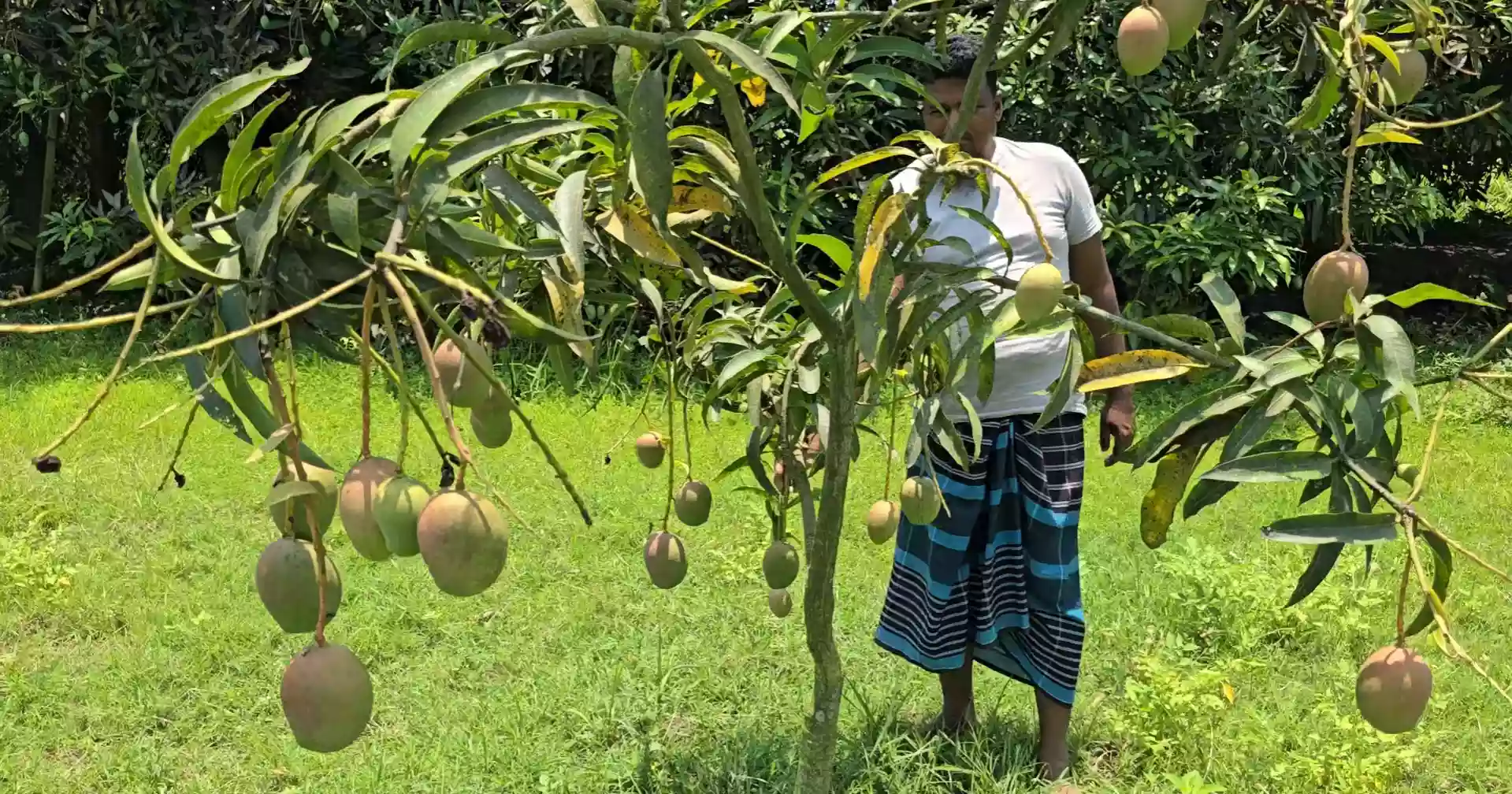 বাণিজ্যিক আম চাষে সম্ভাবনার নতুন দুয়ার খুলছে ফরিদপুর