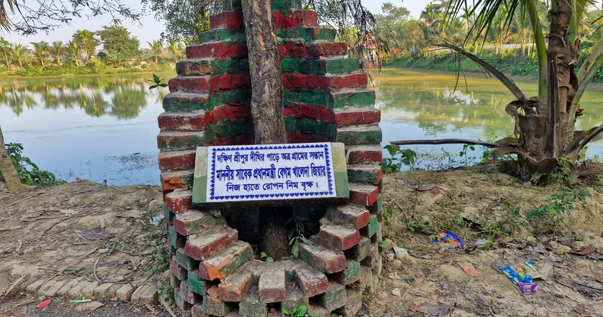 খালেদা জিয়া চলে গেলেন, রয়ে গেল তার রোপিত নিমগাছটি