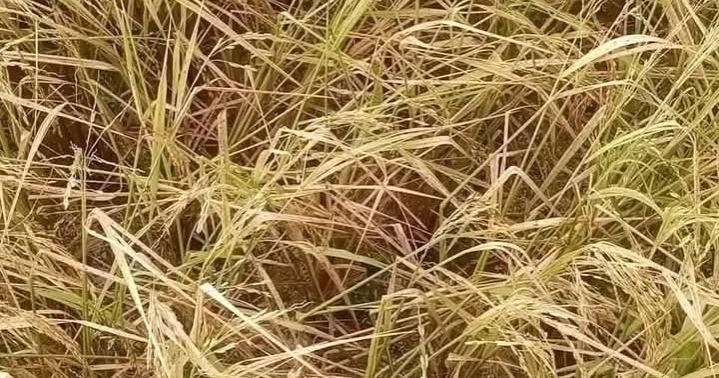 কালবৈশাখী ঝড় ও শিলাবৃষ্টিতে ব্যাপক ক্ষতির মুখে কৃষকরা