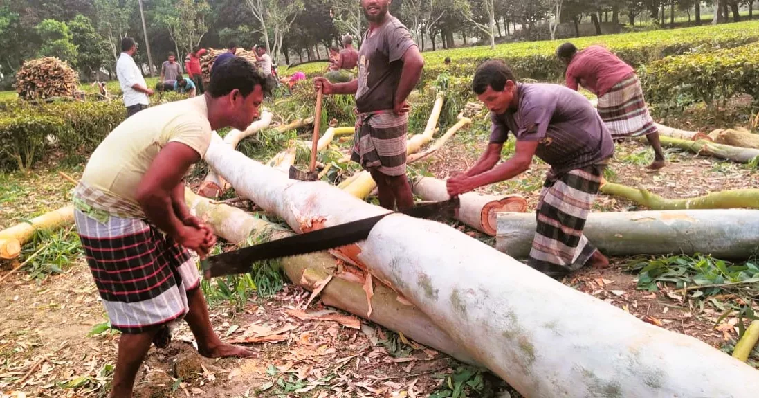 পাথর তুলতে বাধা, ২০ লাখ টাকার গাছ কেটে প্রতিশোধ নেয়ার অভিযোগ