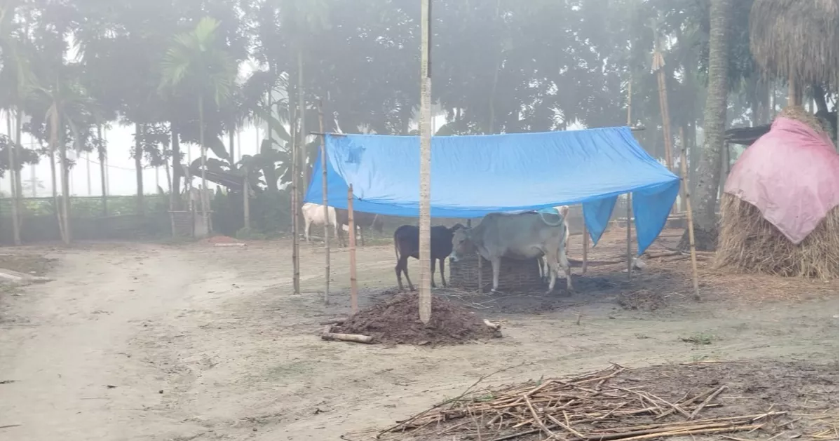 কুয়াশার উত্তরীয় জড়িয়ে লালমনিরহাটে শীতের আগমনবার্তা