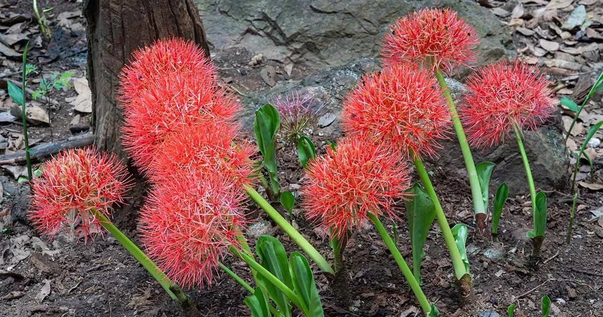 বৈশাখী মেঘের ডাকে মাটি ফুঁড়ে ‘মে বলের’ হাতছানি