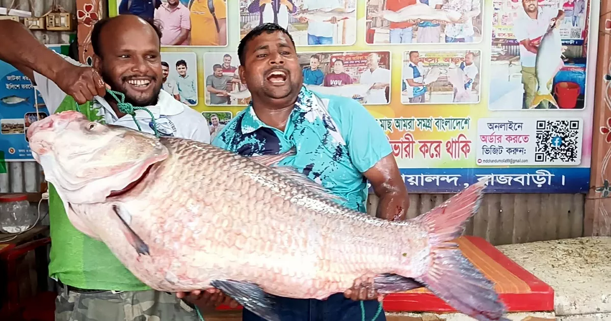 পদ্মার বিশাল কাতলা ও রুই মাছ বিক্রি হলো সোয়া লাখ টাকায়