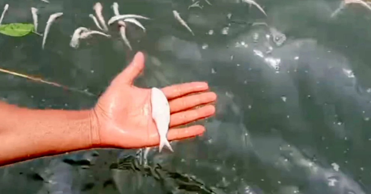 মেঘনায় দূষণ চরমে, ফের মরে ভেসে উঠছে মাছ