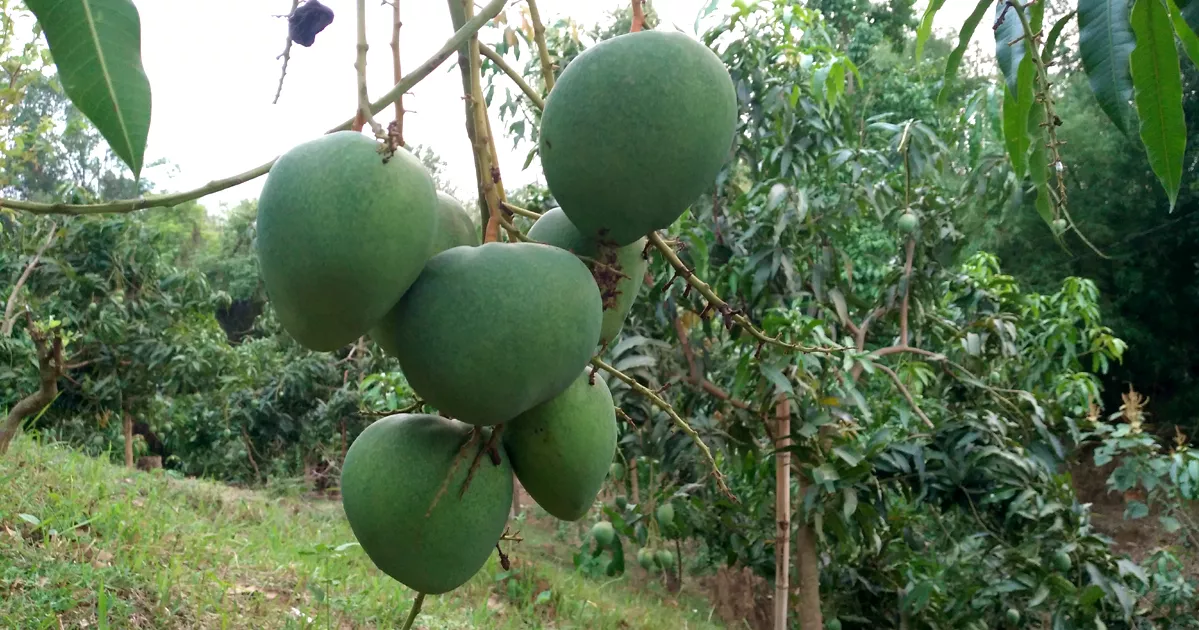 খাগড়াছড়িতে এবার আম বাজারজাতকরণে নির্ধারিত তারিখ নেই