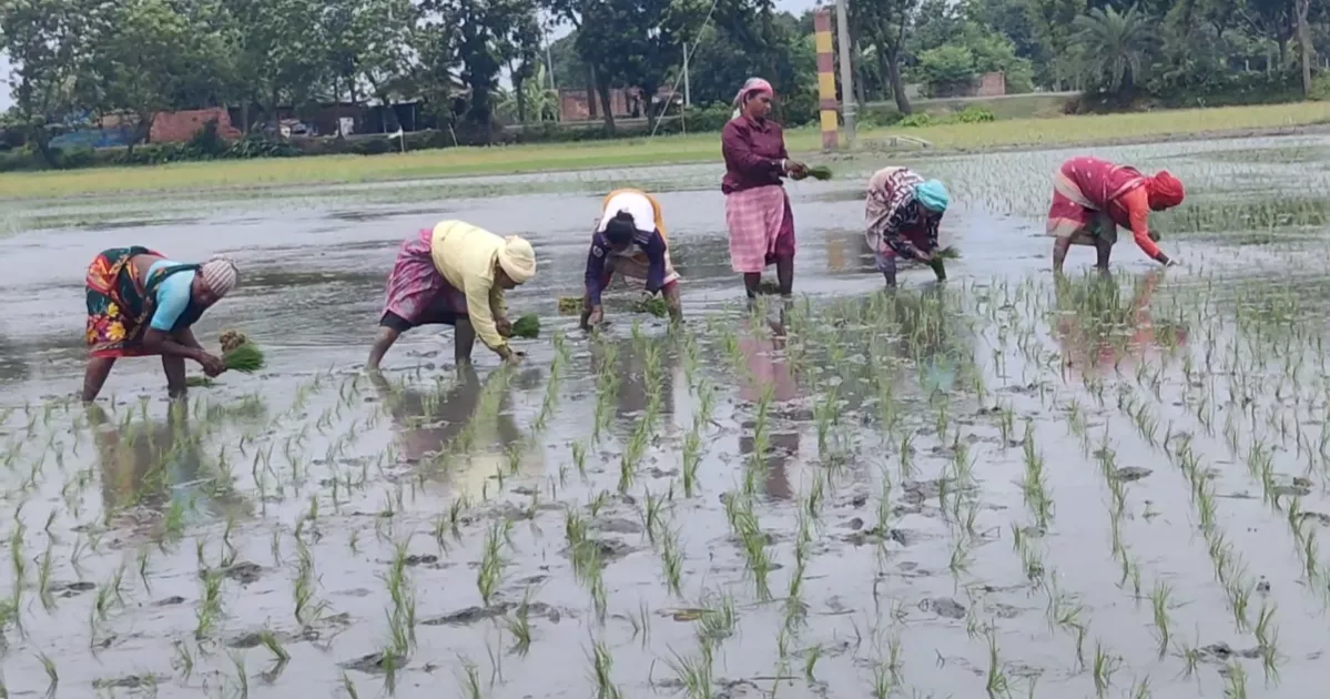 বৃষ্টিপাতে সেচ খরচে সাশ্রয়, আমন আবাদে ব্যস্ত চাঁপাইয়ের চাষিরা