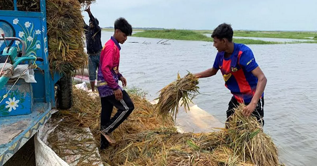 প্রকৃতি ও মানবসৃষ্ট অব্যবস্থাপনার দ্বিমুখী ছোবলে দিশেহারা সুনামগঞ্জের কৃষক