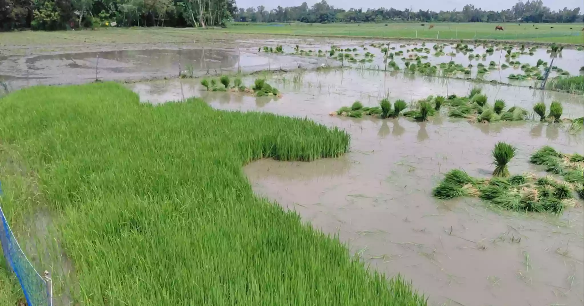উত্তরাঞ্চলে টিএসপি সারের সংকট, কৃষকের অসচেতনতাকে দুষছে কর্তৃপক্ষ