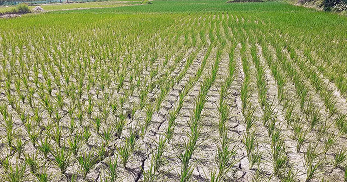 আগস্টে উত্তরের জেলাগুলোতে কম বৃষ্টিপাত, প্রকৃতি ও জনজীবনে প্রভাব