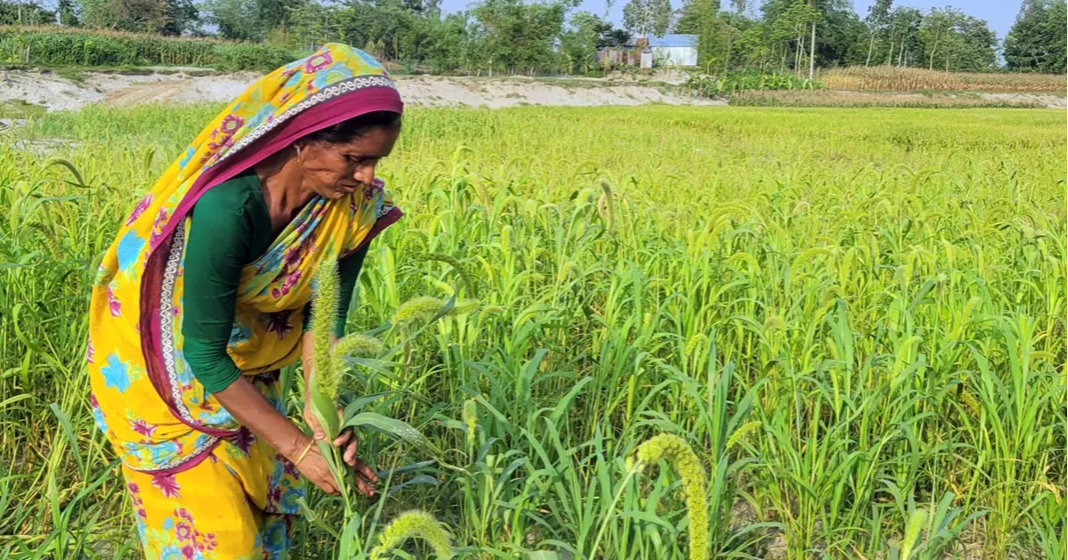 মানুষের থালা থেকে পাখির ঠোঁটে: চরাঞ্চলে বিলুপ্তির পথে কাউন