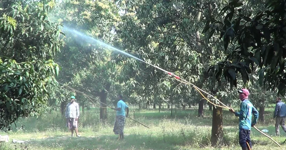 মুকুলে ছেয়ে গেছে আমের রাজধানী, ভালো ফলনের প্রত্যাশা
