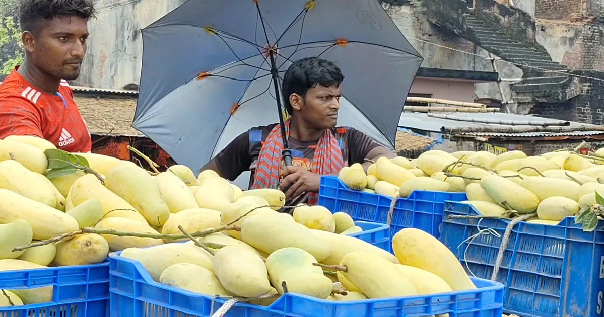 ভালো ফলনেও মুখে হাসি নেই চাঁপাইনবাবগঞ্জের আমচাষিদের