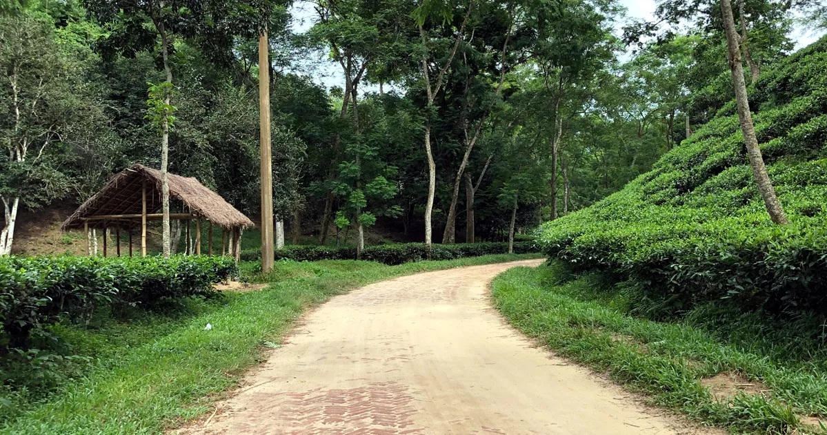 চা শ্রমিকদের সংগ্রাম: শতাব্দীর বঞ্চনার মাঝে ক্ষীণ আশার আলো