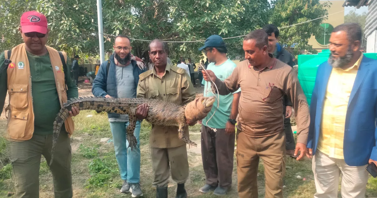 সুন্দরবনে ছাড়া হলো স্যাটেলাইট ট্রান্সমিটার বসানো আরেকটি কুমির