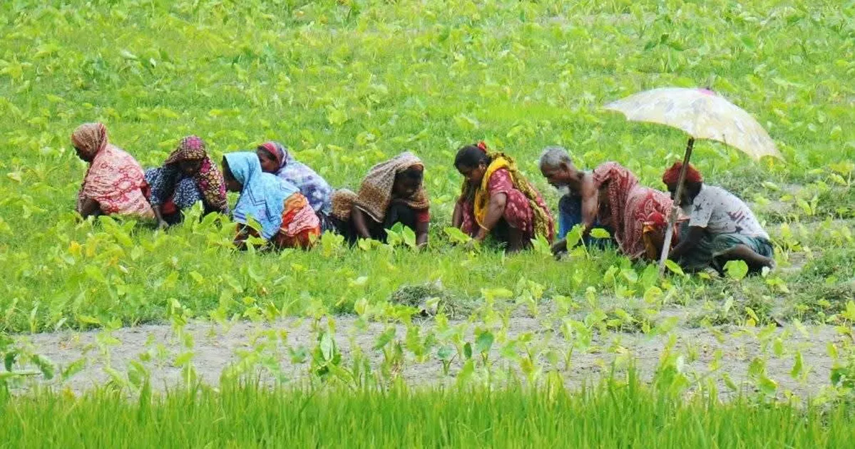 তাপপ্রবাহের দাপটে বিপর্যস্ত কৃষিনির্ভর উত্তরাঞ্চলের জনজীবন