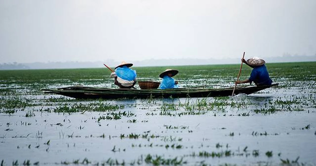 বিয়ানীবাজারের সবুজ দুনিয়া সংকুচিত, অতিথি পাখি উধাও
