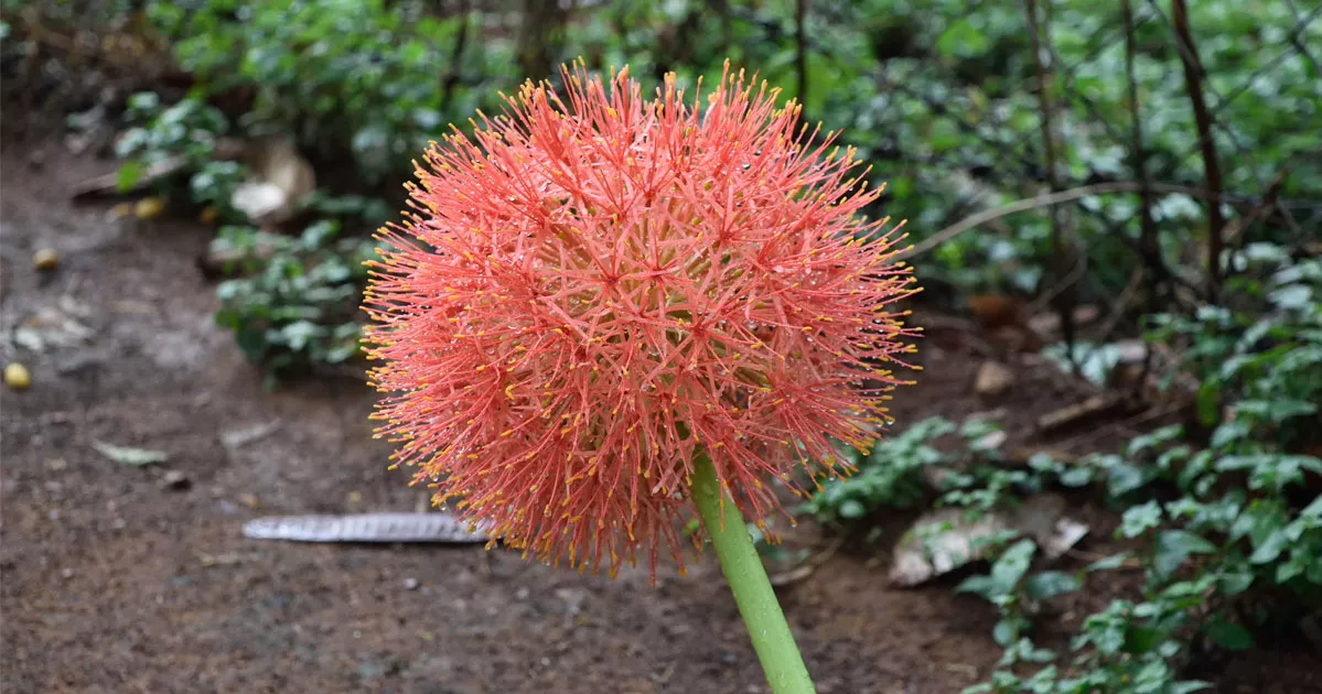 বৈশাখী মেঘের ডাকে মাটি ফুঁড়ে ‘মে বলের’ হাতছানি