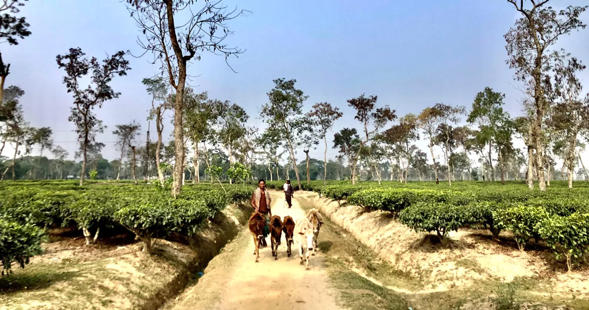 চা শ্রমিকদের সংগ্রাম: শতাব্দীর বঞ্চনার মাঝে ক্ষীণ আশার আলো