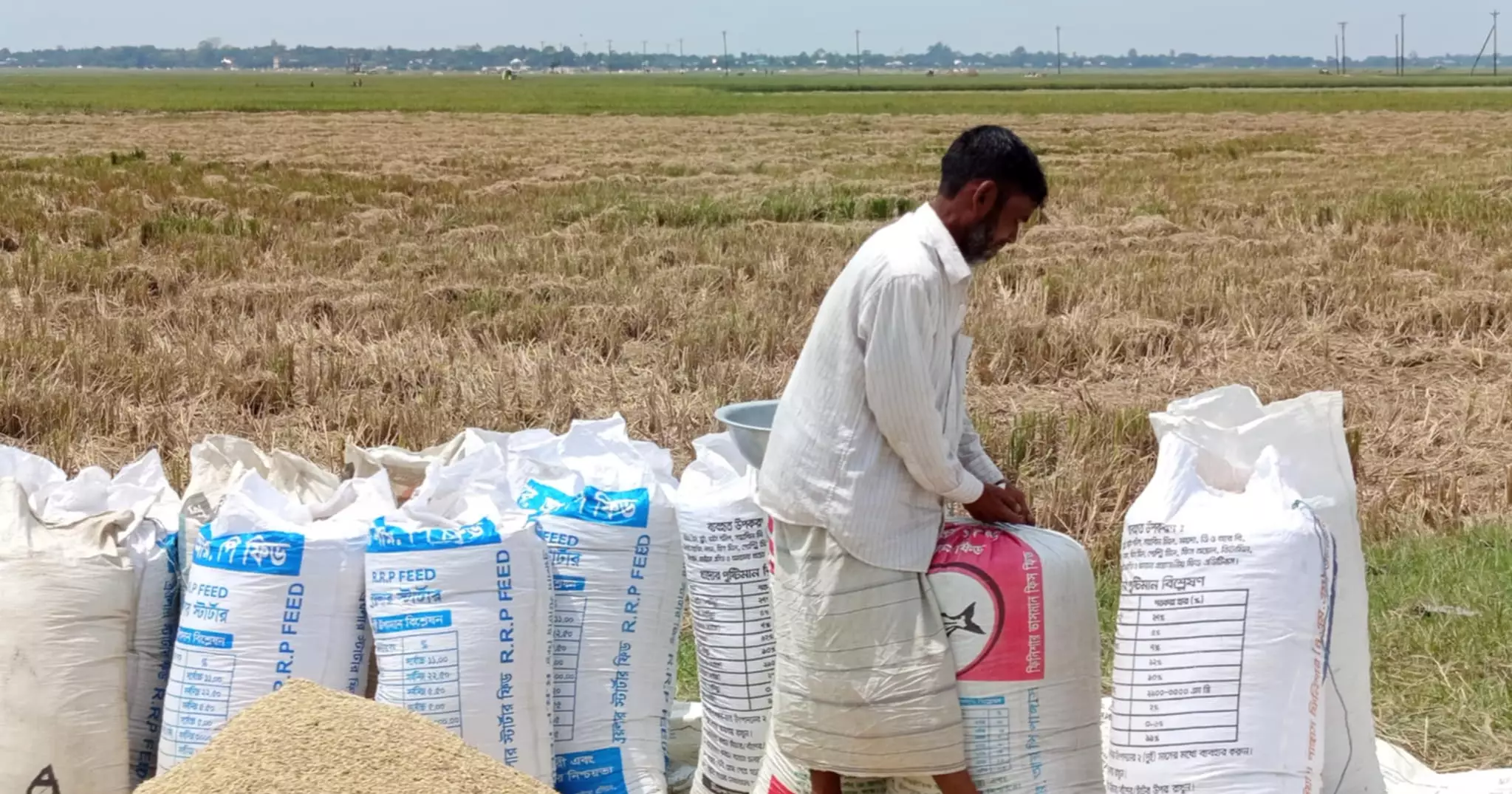 ধানের ন্যায্যমূল্য পাওয়া নিয়ে শঙ্কায় সুনামগঞ্জের কৃষকরা