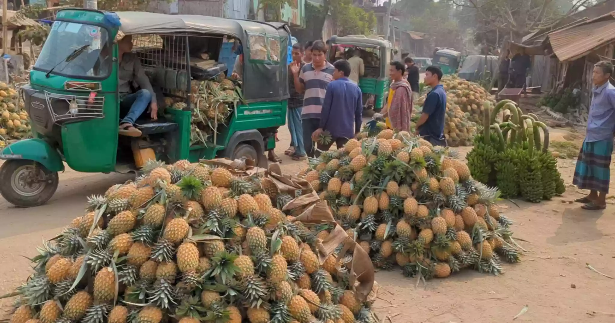 রাঙ্গামাটিতে আনারসের ব্যাপক ফলন, হতাশায় কৃষকরা