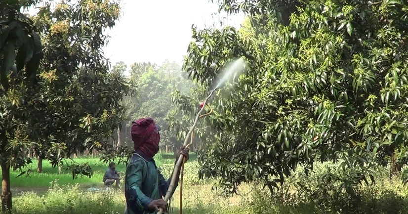 মুকুলে ছেয়ে গেছে আমের রাজধানী, ভালো ফলনের প্রত্যাশা