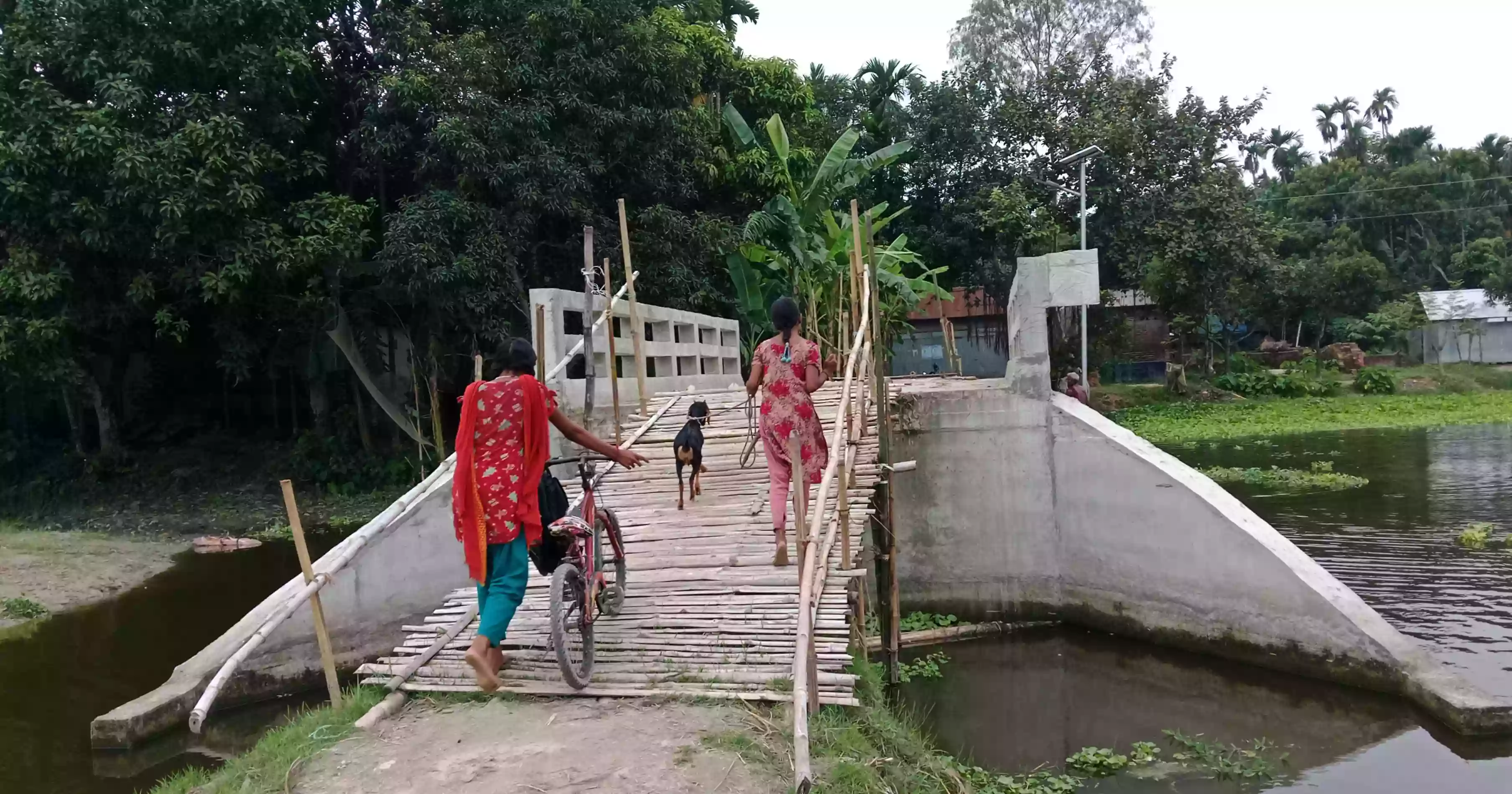 রংপুরে বাঁশের মই বেয়ে সেতু পারাপার, চরম দুর্ভোগে ৫ গ্রামের মানুষ