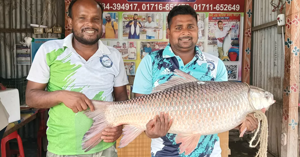 পদ্মার বিশাল কাতলা ও রুই মাছ বিক্রি হলো সোয়া লাখ টাকায়