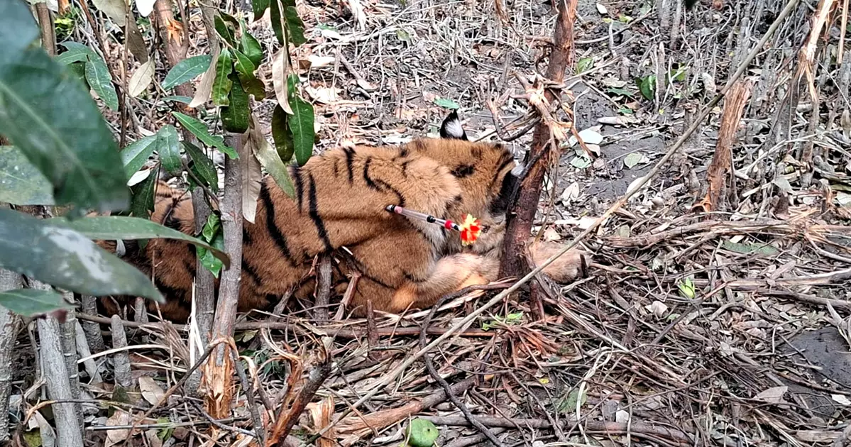 সুন্দরবনে বাঘ বাড়লেও অবাধ হরিণ শিকারে বাড়ছে উদ্বেগ
