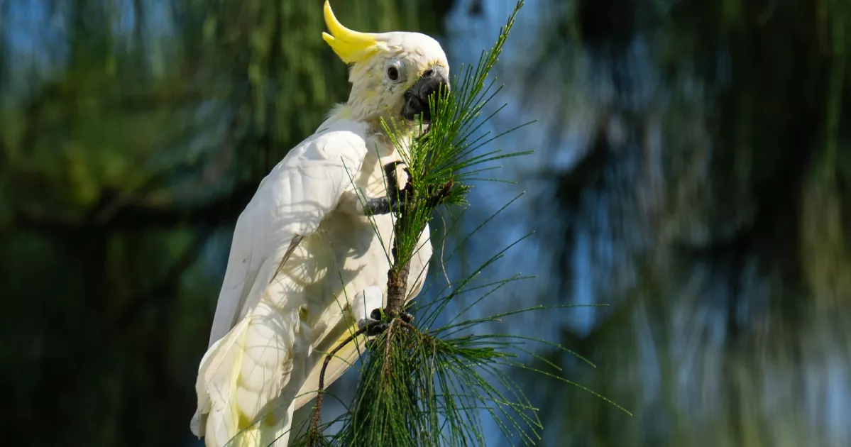 Rare bird finds safe haven in Hong Kong’s urban landscape