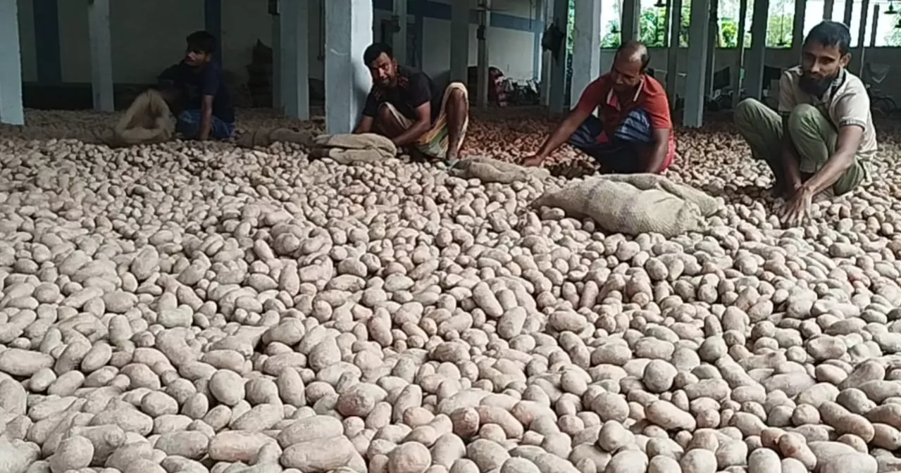 Lalmonirhat potato farmers watch profits rotting as prices plunge