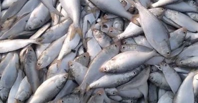 Jatka Conservation Week to be observed from April 7