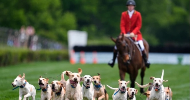 Foxhounds kick off iroquois steeplechase with traditional dog parade